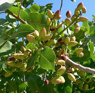 Ægte pistacie (Pistacia vera) sorten 'Kerman' Foto: Stan Shebs