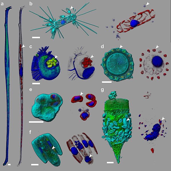 File:Staining strategy reveals symbiotic interactions in marine protists.jpg