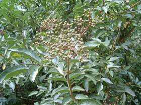 Green fruit