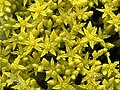 Thumbnail for File:Sedum acre 009.jpg