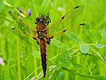 Libellula quadrimaculata – Männchen