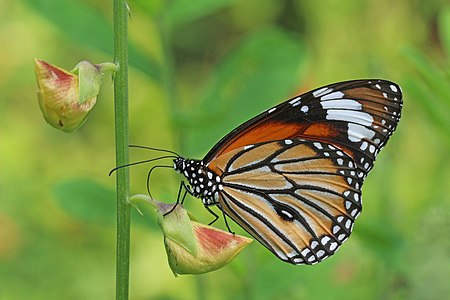 ♂ Danaus genutia genutia (Common tiger)