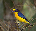 Violaceous euphonia