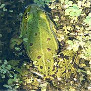 prob. Rana esculenta, (Belgium)