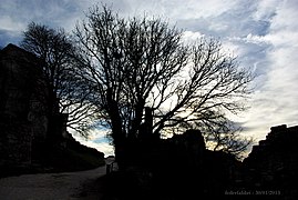 L'arbre solitaire.JPG