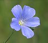 Vlas (Linum usitatissimum)