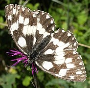 Schachbrett (Melanargia galathea)