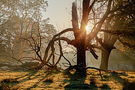 Dülmen, Wildpark -- 2018 -- 1417-21