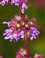 Salvia verticillata (Tribù Mentheae/Sottotribù Salviinae)