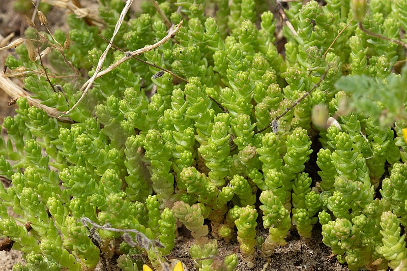 File:Sedum acre 139031252.jpg