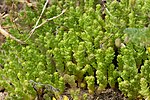 Thumbnail for File:Sedum acre 139031252.jpg