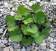 Les berges sont sans cesse remaniées par l'eau, sont colonisées par des espèces pionnières (ici Tussilago farfara).