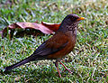 Rufous-backed thrush