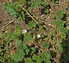 Malva neglecta