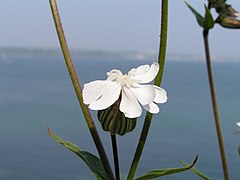 May 2004 nature in Fouesnant 9.jpg