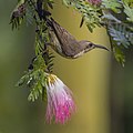 41 Copper sunbird (Cinnyris cupreus cupreus) female on Persian silk tree (Albizia julibrissin) uploaded by Charlesjsharp, nominated by Charlesjsharp,  21,  0,  0