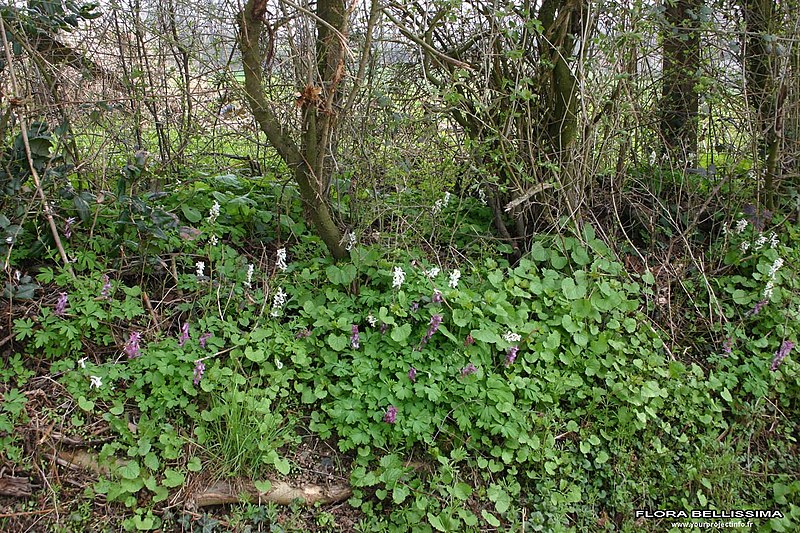 File:Corydalis cava plant (01).jpg