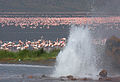 Gejzir u jezeru Bogoria