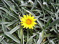 Gazania rigens var. uniflora