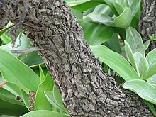 Tronc d'arbre marron à l'écorce tourmentée.