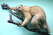 Brown potto