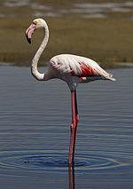 Miniatura para Phoenicopterus roseus