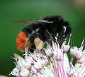 Bombus lapidarius