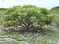 Petit arbre en forme de corolle, à feuille vertes.