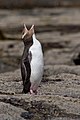 Megadyptes antipodes Deutsch: Gelbaugenpinguin English: Yellow-eyed Penguin