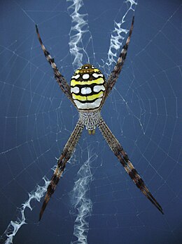 Argiope picta.JPG