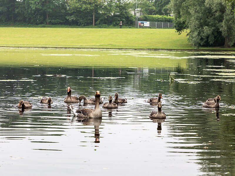 File:Bonn, Rheinaue, Graugänse -- 2021 -- 9151.jpg