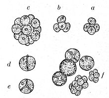 Chlorella regularis