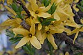 Close-up of Forsythia flowers