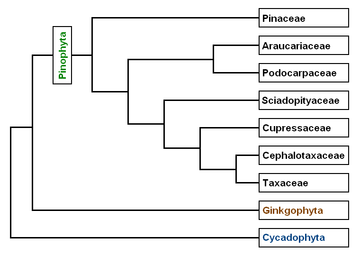 D'après les articles de A. Farjon et C. J. Quinn & R. A. Price dans Proceedings of the Fourth International Conifer Conference, Acta Horticulturae 615 (2003).