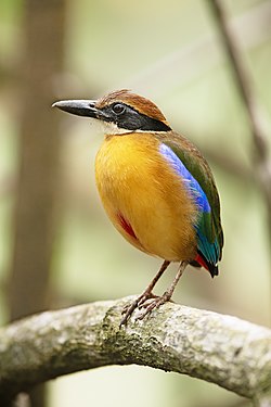 Mangrove pitta (Pitta megarhyncha)