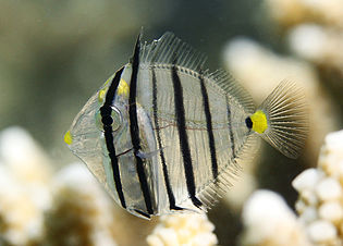 Post-larve de chirurgien-voilier (Zebrasoma desjardinii), taille 3 cm environ (à la Réunion). (définition réelle 2 880 × 2 305*)