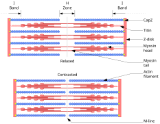 Sarcomere.svg