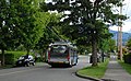 Trolleybus wires on tree-lined street