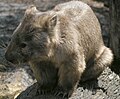 Nacktnasenwombat (Vombatus ursinus)