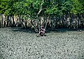 Sundarbans