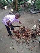 Cutting palm fruits bunch into smaller segments.jpg