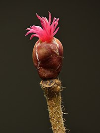 Fleur femelle d'où émerge une houppe de stigmates rouges.