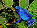 19. Kék nyílméregbéka (Dendrobates azureus) (javítás)/(csere)