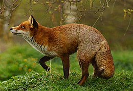 Rudoji lapė (Vulpes vulpes)