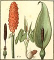 Illustration aus dem Herbier de la France