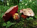 !Rubroboletus rhodoxanthus!