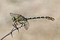 Onychogomphus forcipatus