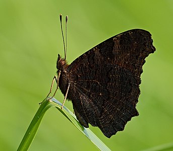 Aglais io (European peacock)