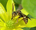 Nomada (Nomadinae)