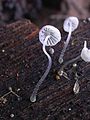 Mycena adscendens